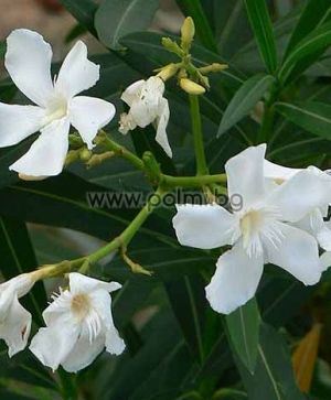 Nerium oleander 'Toulouse', Weißer Oleander, 'Toulouse'