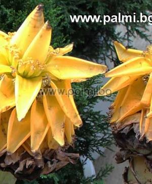 Musella lasiocarpa, Goldene Lotus Banane