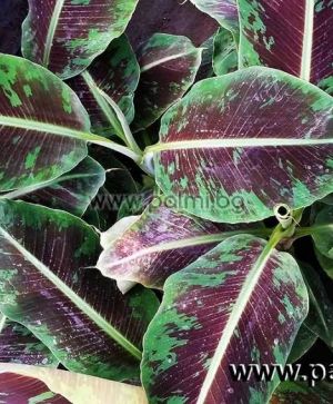 Dwarf Cavendish Banana