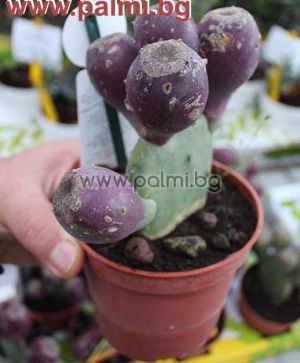 Compact Indian fig, Opuntia, Cactus pear