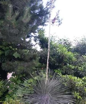 Yucca elata, Seifen-Palmlilie  von Botanischem Garten - Plovdiv, Bulgarien