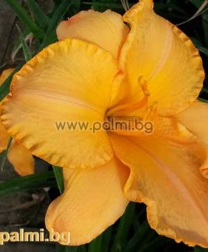 Daylily 'Caracas Candle'