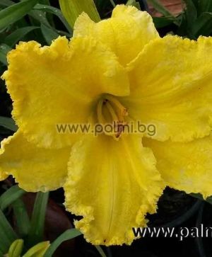 Hemerocallis 'Atlanta Fringe Benefit', Taglilie  von Botanischem Garten - Plovdiv, Bulgarien