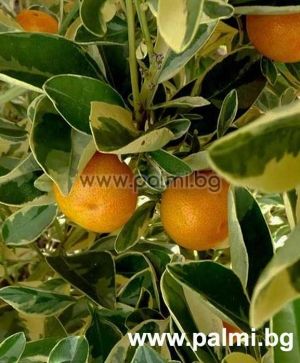  Citrofortunella mitis variegata, Panaschierte Calamondin-Orange,  die perfekte Zierzitrus von Botanischem Garten - Plovdiv, Bulgarien