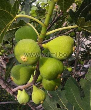 Ficus carica Male Kadota, Male Fig Pollinator from Botanical Garden - Plovdiv, Bulgaria