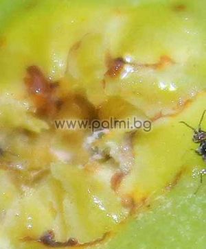 Ficus carica Male Kadota, Male Fig Pollinator from Botanical Garden - Plovdiv, Bulgaria