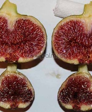 Ficus carica Male Kadota, Male Fig Pollinator from Botanical Garden - Plovdiv, Bulgaria