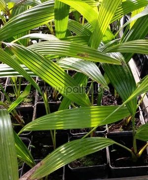 Livistona chinensis, Chinese fan palm, small plant 