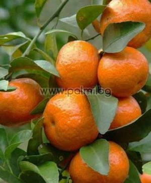 Citrus x Cami  Hybrid Mandarine Cami von Botanischem Garten - Plovdiv, Bulgarien