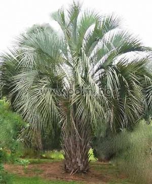 Butia capitata, Pindo palm, Jelly palm