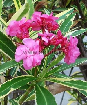 Nerium oleander variegata, Oleander Doppel rosa, bunt
