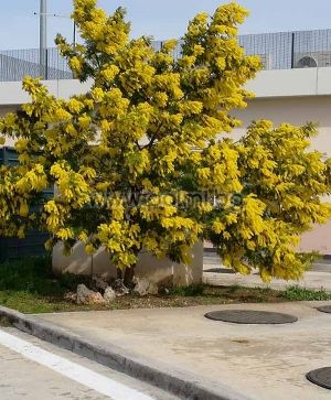 Acacia dealbata, Silberakazie, Mimosa