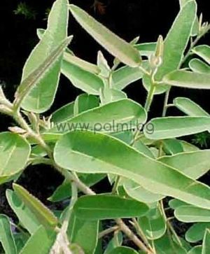 Eucalyptus citriodora, Lemon-scented Gum