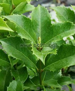 Osmanthus aquifolium, Duftblüte