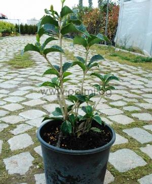 Osmanthus aquifolium, Duftblüte