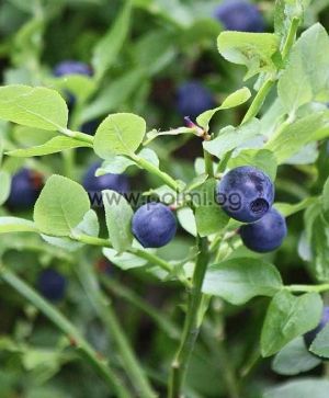 Bilberry, European blueberry