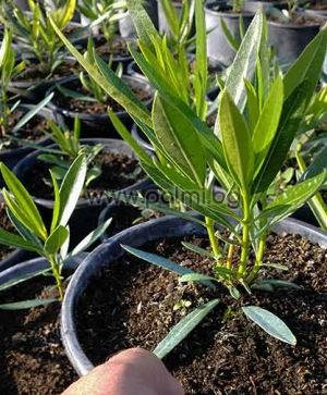 Nerium oleander 'Jannoch', Oleander rot, winterhart