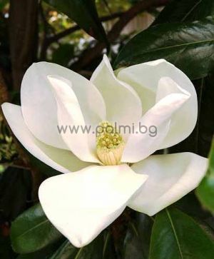 Magnolia grandiflora Gallisoniensis, Großblütige Magnolie 'Galissonière'