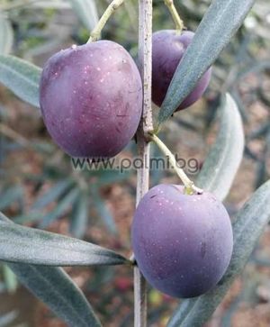 Olea europaea Elit-1  Ausgewählte winterharte Olivensorte Elit-1 von Botanischem Garten - Plovdiv, Bulgarien