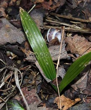 Bulgarian Trachycarpus, 100 fresh seeds packet