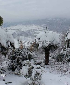 Bulgarian Trachycarpus, 100 fresh seeds packet