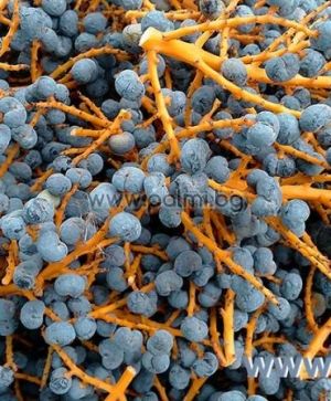 Bulgarian Trachycarpus, 100 fresh seeds packet