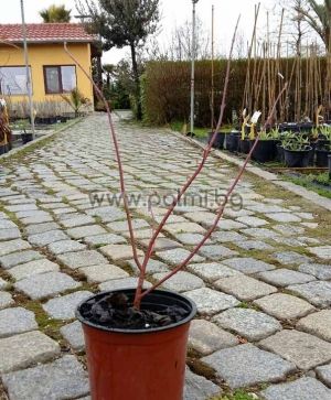 Cornus alba Elegantissima, Red-twig dogwood, Variegated Dogwood