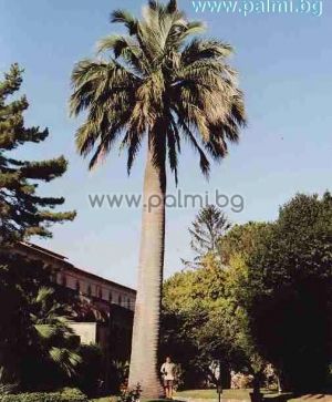 Jubaea chilensis, Chilean wine palm from Botanical garden - Plovdiv, Bulgaria