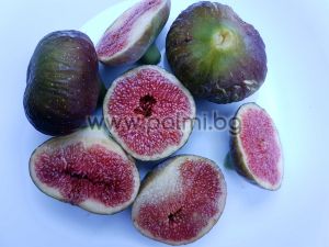 Ficus carica Brogiotto Nero, Смокиня Броджото Неро