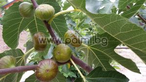 Ficus carica Brogiotto Nero, Смокиня Броджото Неро