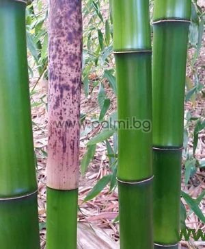 Phyllostachys bambusoides, Giant Japanese timber bamboo (Madake)