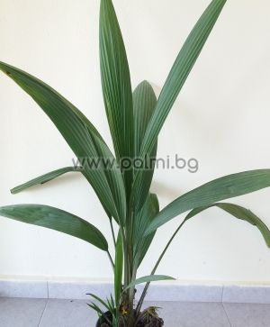 Molineria capitulata,Palm grass