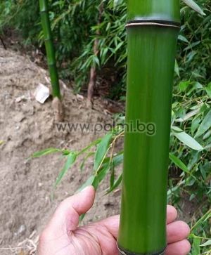Phyllostachys bambusoides, Giant Japanese timber bamboo (Madake)