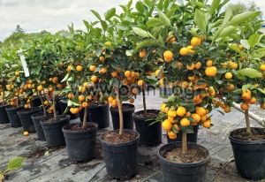Calamondin, the perfect ornamental citrus