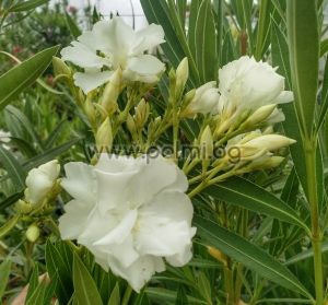 Oleander 'Album Plenum', Double white