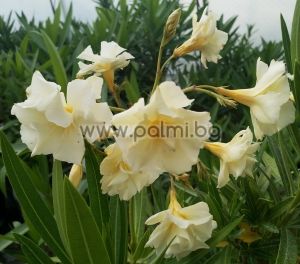 3 Cuttings from Oleander 'Luteum Plenum', Double Yellow, scented