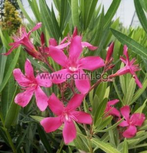 Oleander red, cold hardy, Hardy Red