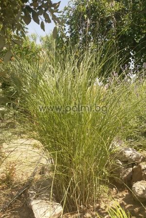 Chinese silver grass 