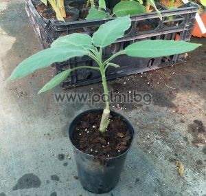 Brugmansia candida Double White