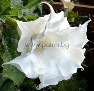 Brugmansia candida Double White