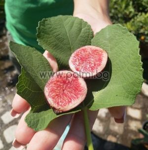 Fig variety Rouge de bordeaux