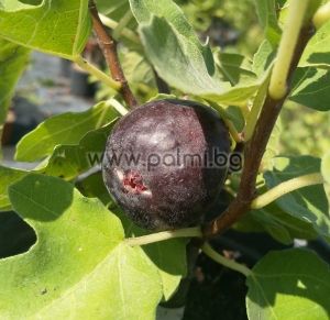 Fig variety Rouge de bordeaux