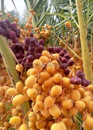 10 frische Samen von Kanarische Dattel-Palme