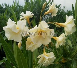 Oleander 'Luteum Plenum', Doppelgelb, duftend