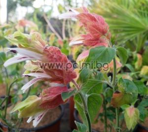 Белопероне, Мексиканско скаридено цвете