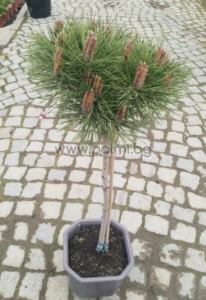 European black Pine, Pinus nigra 'Brepo' ('Pierrick Bregeon') 