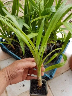 Crinum asiaticum, Crinum Lilie, Asiatische Hakenlilie, Spinnenlilie
