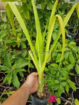Crinum asiaticum, Азиатски Кринум, Лилия Кринум