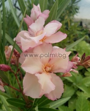Oleander, cold hardy, 'Provence' Lolipop M