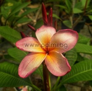 Frangipani Temptation